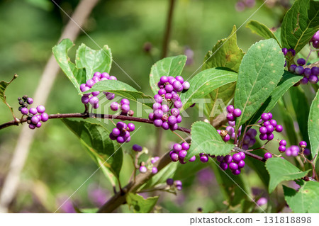 Purple berry (Lamiaceae) that produces beautiful purple berries 131818898