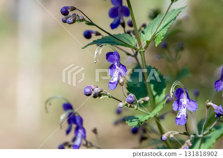 唇形科植物 Kariganesou 也被稱為 Hokakesou 唇形科植物 Kariganesou 也被稱為 Hokakesou 131818902