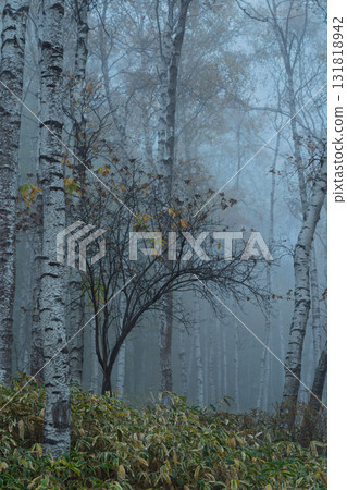 位於長野縣南佐久郡佐久穗町八千穗高原，是日本最美麗的白樺林。 131818942