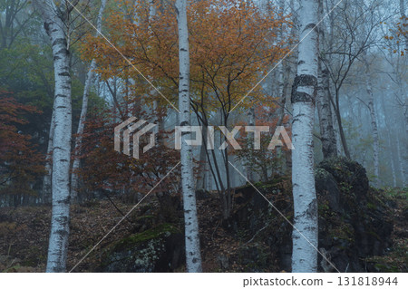 Located in Yachiho Plateau in Sakuho Town, Minamisaku District, Nagano Prefecture, this is the most beautiful white birch forest in Japan. 131818944