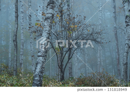 Located in Yachiho Plateau in Sakuho Town, Minamisaku District, Nagano Prefecture, this is the most beautiful white birch forest in Japan. Located in Yachiho Plateau in Sakuho Town, Minamisaku District, Nagano Prefecture, this is the most beautiful white birch forest in Japan. 131818949