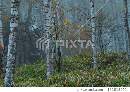 Located in Yachiho Plateau in Sakuho Town, Minamisaku District, Nagano Prefecture, this is the most beautiful white birch forest in Japan. 131818951
