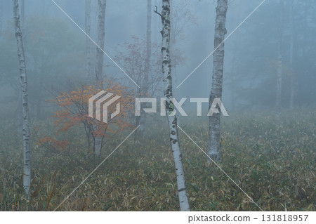 Located in Yachiho Plateau in Sakuho Town, Minamisaku District, Nagano Prefecture, this is the most beautiful white birch forest in Japan. 131818957