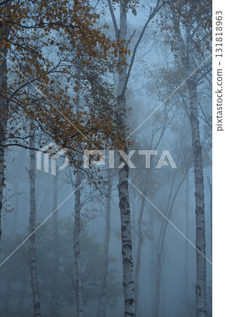 Located in Yachiho Plateau in Sakuho Town, Minamisaku District, Nagano Prefecture, this is the most beautiful white birch forest in Japan. 131818963