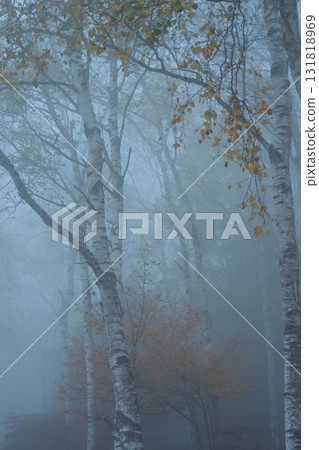Located in Yachiho Plateau in Sakuho Town, Minamisaku District, Nagano Prefecture, this is the most beautiful white birch forest in Japan. Located in Yachiho Plateau in Sakuho Town, Minamisaku District, Nagano Prefecture, this is the most beautiful white birch forest in Japan. 131818969