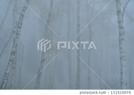 Located in Yachiho Plateau in Sakuho Town, Minamisaku District, Nagano Prefecture, this is the most beautiful white birch forest in Japan. 131818974