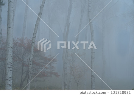 Located in Yachiho Plateau in Sakuho Town, Minamisaku District, Nagano Prefecture, this is the most beautiful white birch forest in Japan. 131818981