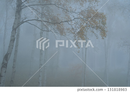 Located in Yachiho Plateau in Sakuho Town, Minamisaku District, Nagano Prefecture, this is the most beautiful white birch forest in Japan. 131818983