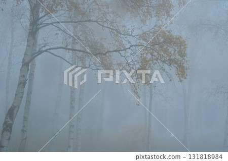 Located in Yachiho Plateau in Sakuho Town, Minamisaku District, Nagano Prefecture, this is the most beautiful white birch forest in Japan. 131818984