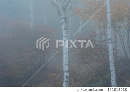 Located in Yachiho Plateau in Sakuho Town, Minamisaku District, Nagano Prefecture, this is the most beautiful white birch forest in Japan. Located in Yachiho Plateau in Sakuho Town, Minamisaku District, Nagano Prefecture, this is the most beautiful white birch forest in Japan. 131818988