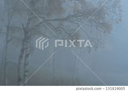 Located in Yachiho Plateau in Sakuho Town, Minamisaku District, Nagano Prefecture, this is the most beautiful white birch forest in Japan. 131819005