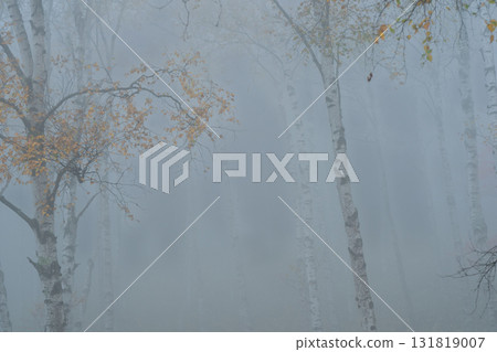 Located in Yachiho Plateau in Sakuho Town, Minamisaku District, Nagano Prefecture, this is the most beautiful white birch forest in Japan. Located in Yachiho Plateau in Sakuho Town, Minamisaku District, Nagano Prefecture, this is the most beautiful white birch forest in Japan. 131819007