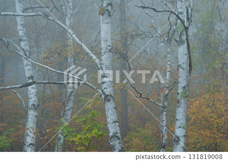 Located in Yachiho Plateau in Sakuho Town, Minamisaku District, Nagano Prefecture, this is the most beautiful white birch forest in Japan. Located in Yachiho Plateau in Sakuho Town, Minamisaku District, Nagano Prefecture, this is the most beautiful white birch forest in Japan. 131819008