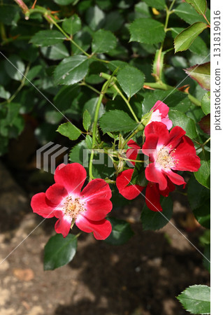 Red Mediland Rose 131819016