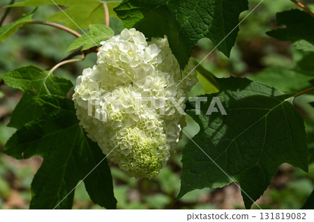 Kashiwaba hydrangea Kashiwaba hydrangea 131819082