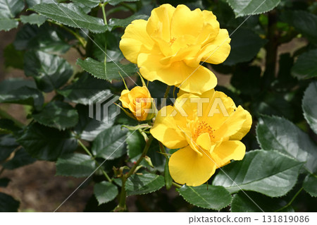 surprise rose surprise rose 131819086