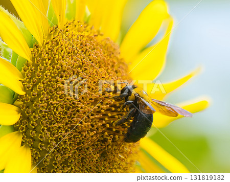一隻木蜂正在從向日葵中採集花蜜 131819182