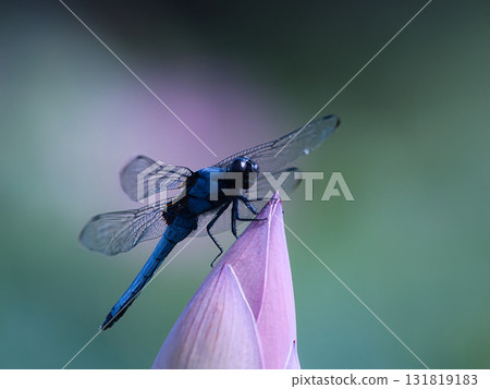 適合蓮花芽的蜻蜓 131819183
