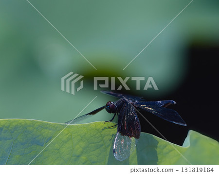 蜻蜓堅持荷葉 蜻蜓堅持荷葉 131819184