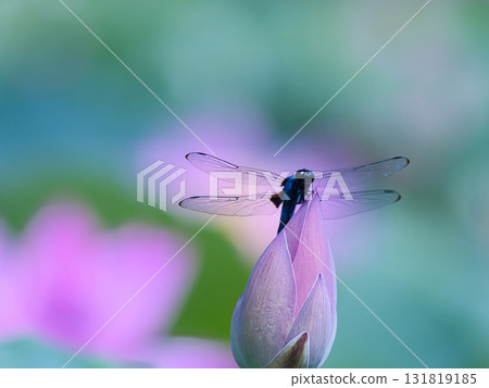 蜻蜓堅持蓮花 131819185