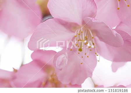 沐浴在春天陽光下的河津櫻花 沐浴在春天陽光下的河津櫻花 131819186