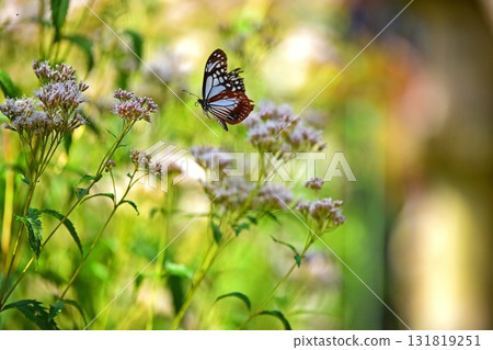 Butterflies Stuck in a Flower Butterflies Stuck in a Flower 131819251