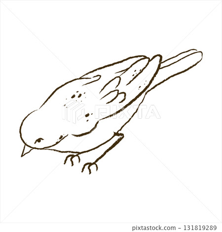 Sketch of a Japanese nightingale pair isolated on a white background. Black and white vector graphics of Uguisu. Vector lineart drawing in ink. 131819289