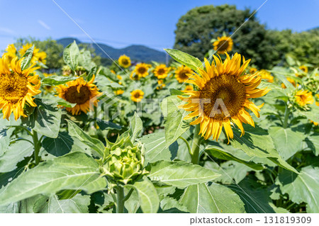 Sunflower shining in the blue sky 131819309
