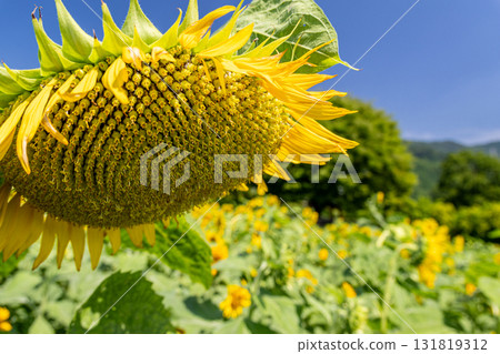 Midsummer Sunflower 131819312