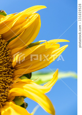 Sunflowers blooming towards the blue sky Sunflowers blooming towards the blue sky 131819328