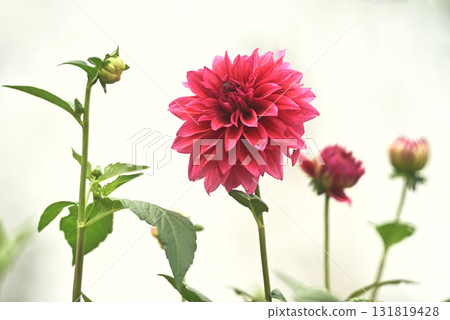 大麗花花園 大麗花花園 131819428