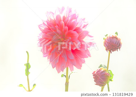 大麗花花園 大麗花花園 131819429