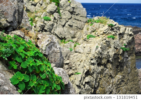 Summer at Cape Tappi: Strange rock formations and plants on Takihama Coast Summer at Cape Tappi: Strange rock formations and plants on Takihama Coast 131819451