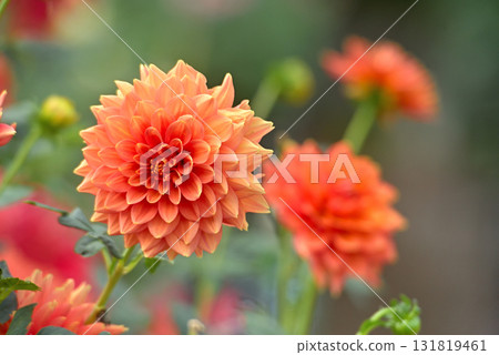 Dahliaen 131819461