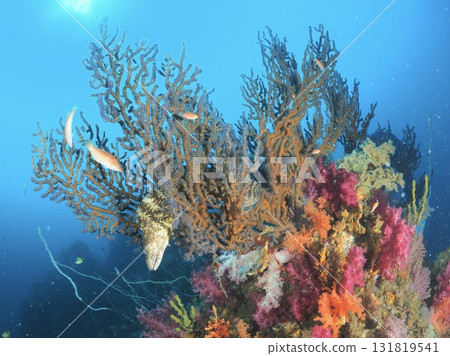 在充滿軟珊瑚的海洋中享受令人興奮的潛水體驗 在充滿軟珊瑚的海洋中享受令人興奮的潛水體驗 131819541