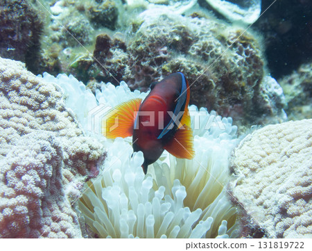 Hakimanbushi 131819722