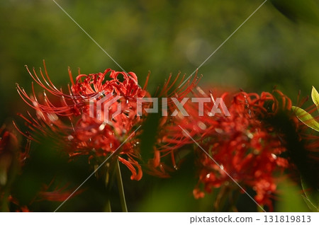 紅蜘蛛百合 4 131819813