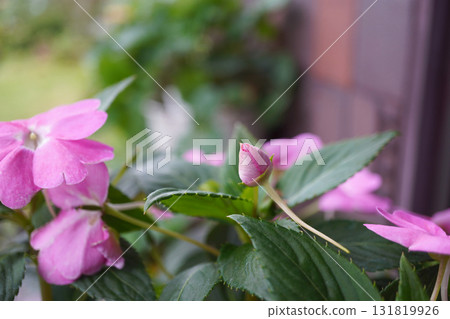 Sunpatiens (pink) 06 Sunpatiens (pink) 06 131819926