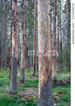 Dead severely damaged pine forest destroyed by bark beetle infestation, lifeless in woodland 131820019