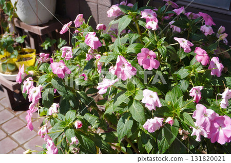 Sunpatiensis (drained) 01 131820021