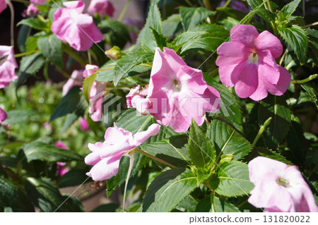 Sunpatiens (water drained) 02 Sunpatiens (water drained) 02 131820022