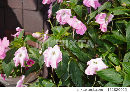 Sunpatiensis (drained) 03 Sunpatiensis (drained) 03 131820023