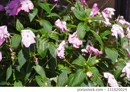 Sunpatiensis(瀝乾水)04 Sunpatiensis(瀝乾水)04 131820024
