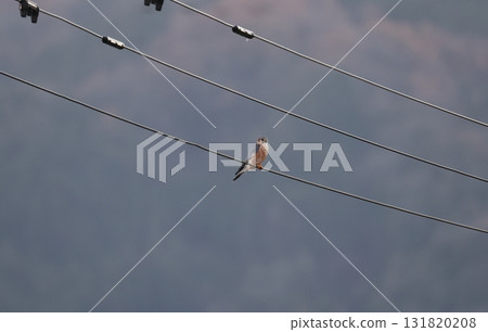 一隻雄性紅隼棲息在電線上 131820208