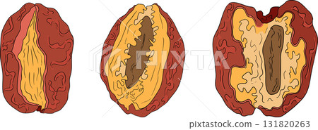 Detailed colored vector art of dates, showcasing dried dates 131820263