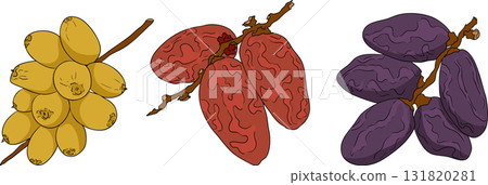 Detailed colored vector art of dates, showcasing dried dates Detailed colored vector art of dates, showcasing dried dates 131820281
