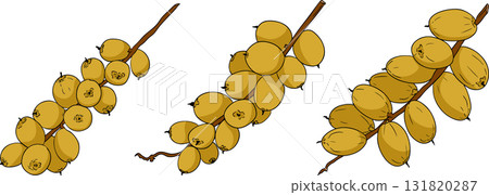 Detailed colored vector art of dates, showcasing dried dates Detailed colored vector art of dates, showcasing dried dates 131820287