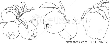 Line apples, perfect for educational or botanical designs, coloring pages.  131820297