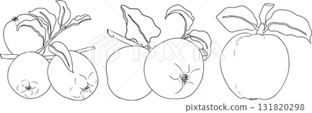 Line apples, perfect for educational or botanical designs, coloring pages. Line apples, perfect for educational or botanical designs, coloring pages. 131820298
