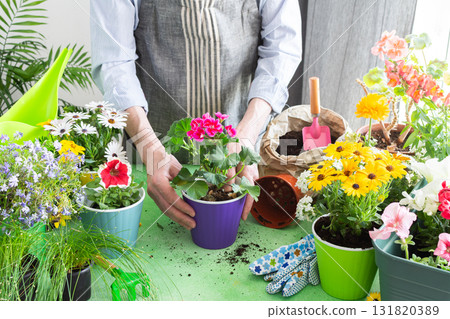 Vibrant scene with a man tending potted geranium, green foliage around, emphasizing hobby gardening, spring decor and outdoor enjoyment, spring terrace or balcony decorated with blooming flowers 131820389